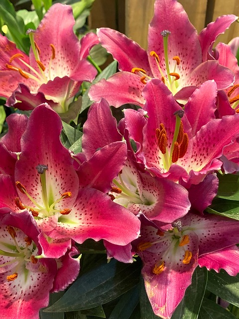 Lilien Blume Pflanze Kostenloses Foto auf Pixabay Pixabay