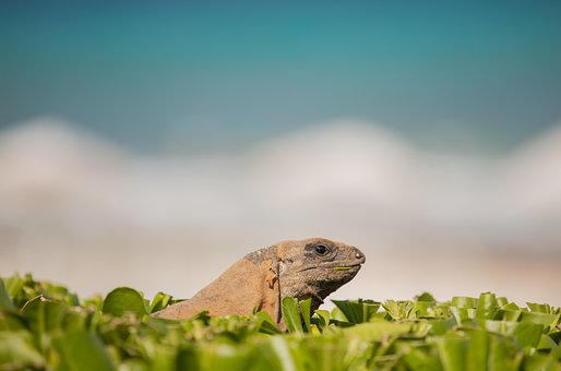 Iguana, Réptil, Animal, Natureza