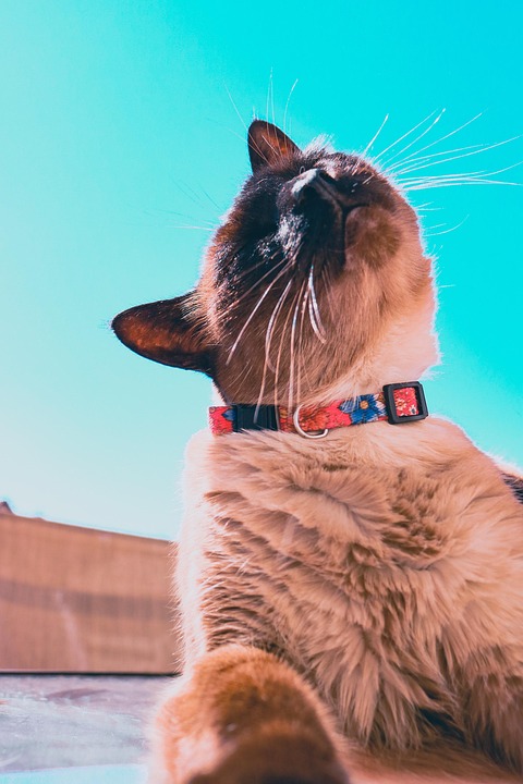 Gatito Juzgón_3