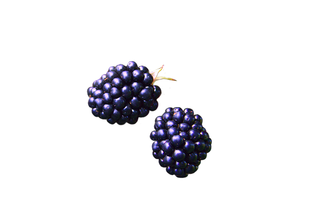 Free Blackberries Fruit illustration and picture