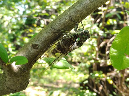Free Summer Cicada photo and picture