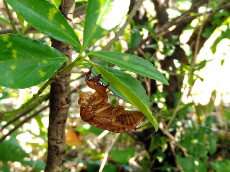 Free Summer Cicada photo and picture