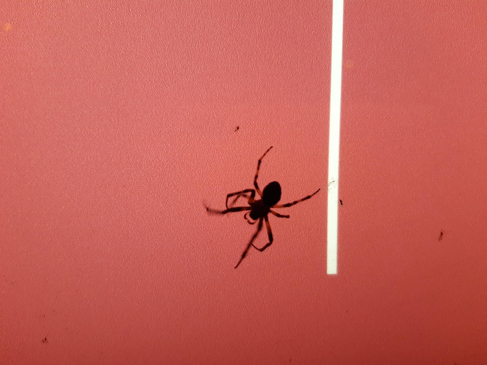 Spider Red Sign - Free photo on Pixabay - Pixabay