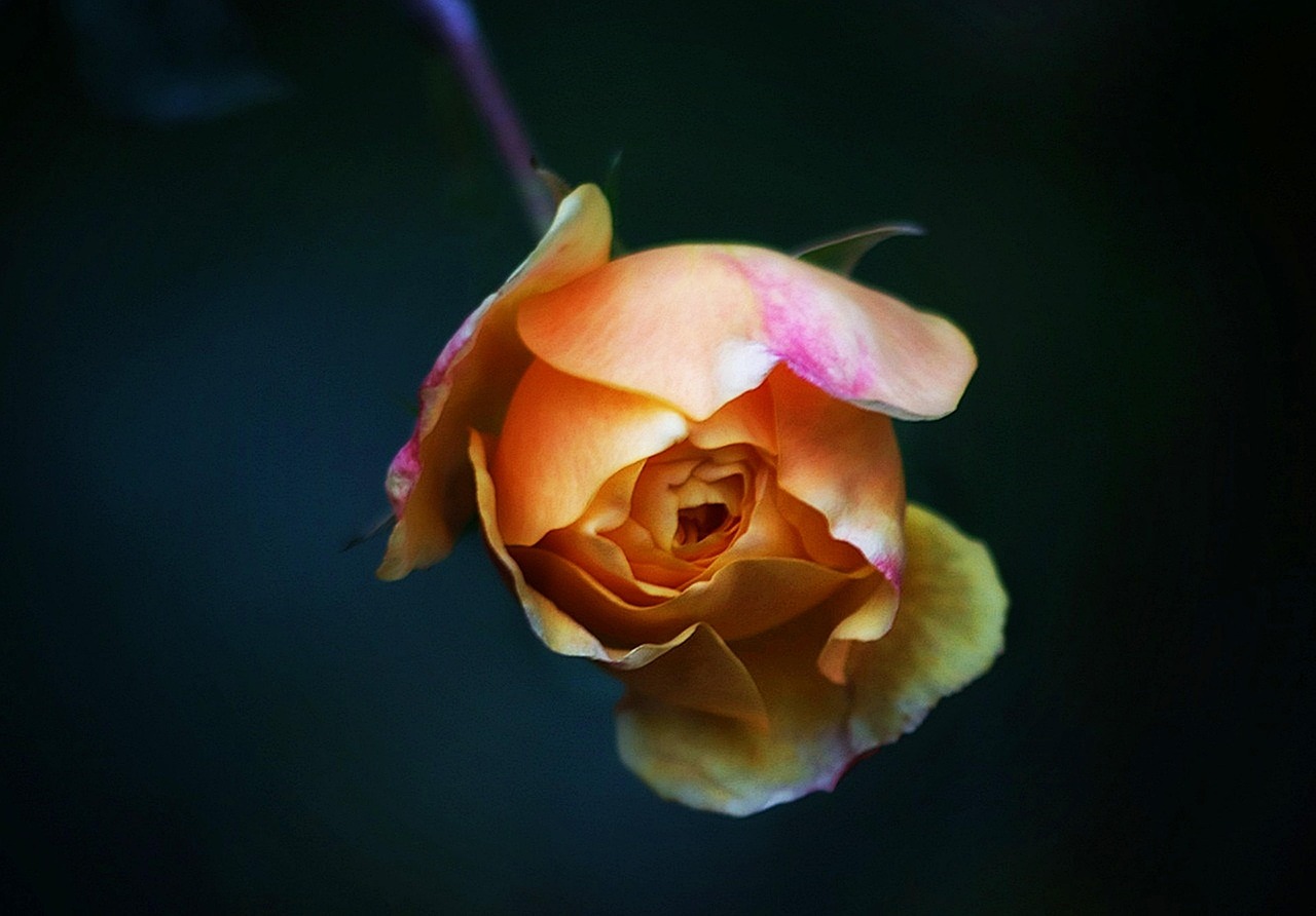Rose Fleur Fleurir - Photo gratuite sur Pixabay - Pixabay