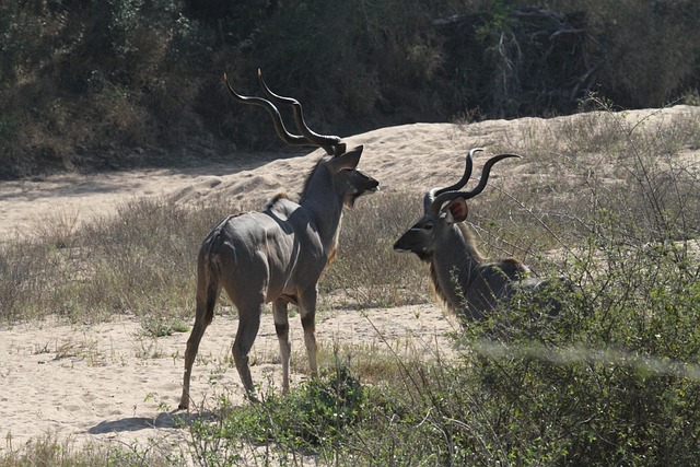 Større Kudu, Dyr, Pattedyr, Arter
