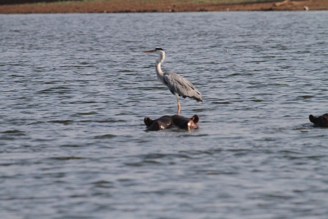 Stork, Kruger Nationalpark, Sydafrika