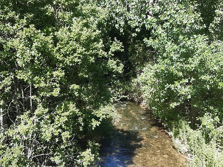 Free Arboles Rio photo and picture