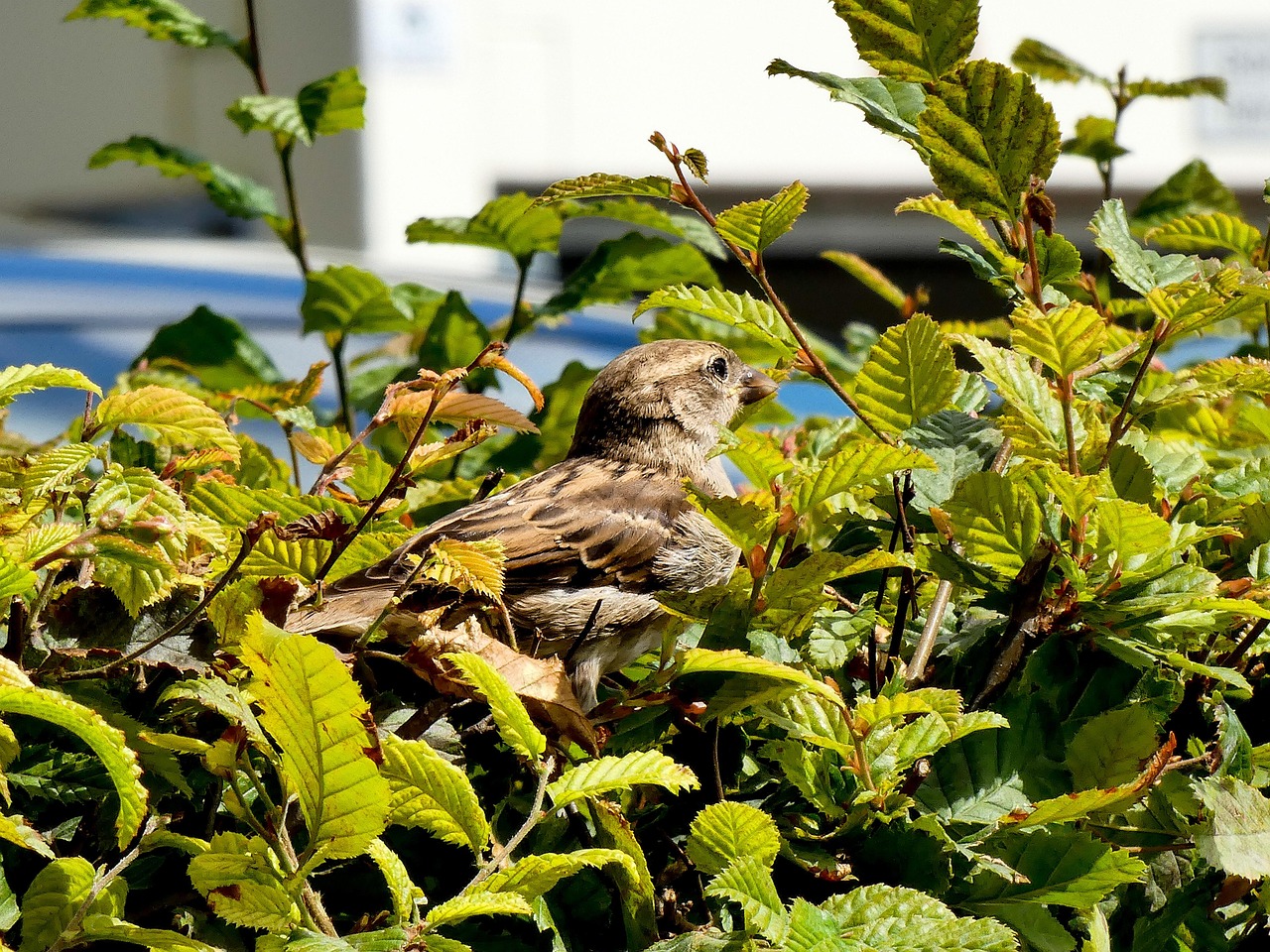 Bird Sperling Sparrow Free photo on Pixabay Pixabay
