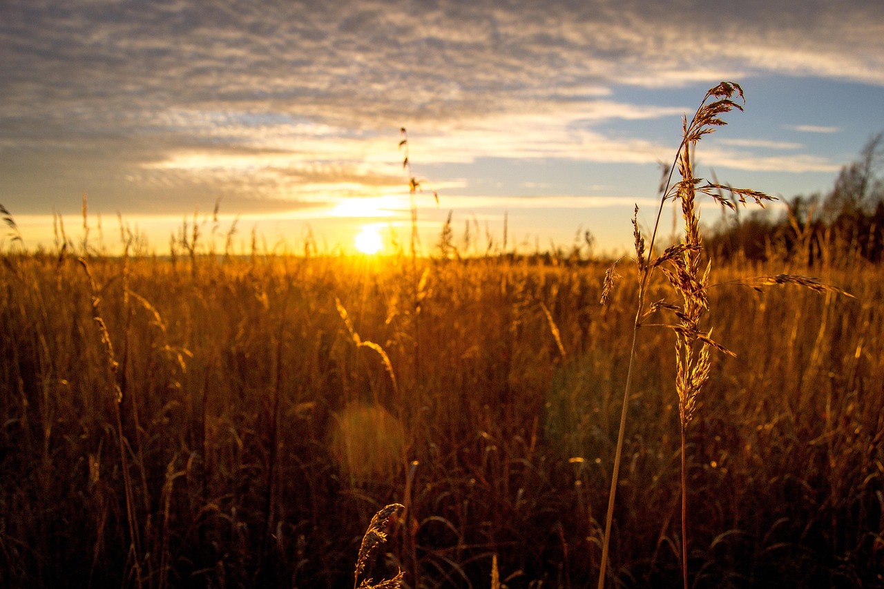 Atardecer Campo Planta Foto gratis en
