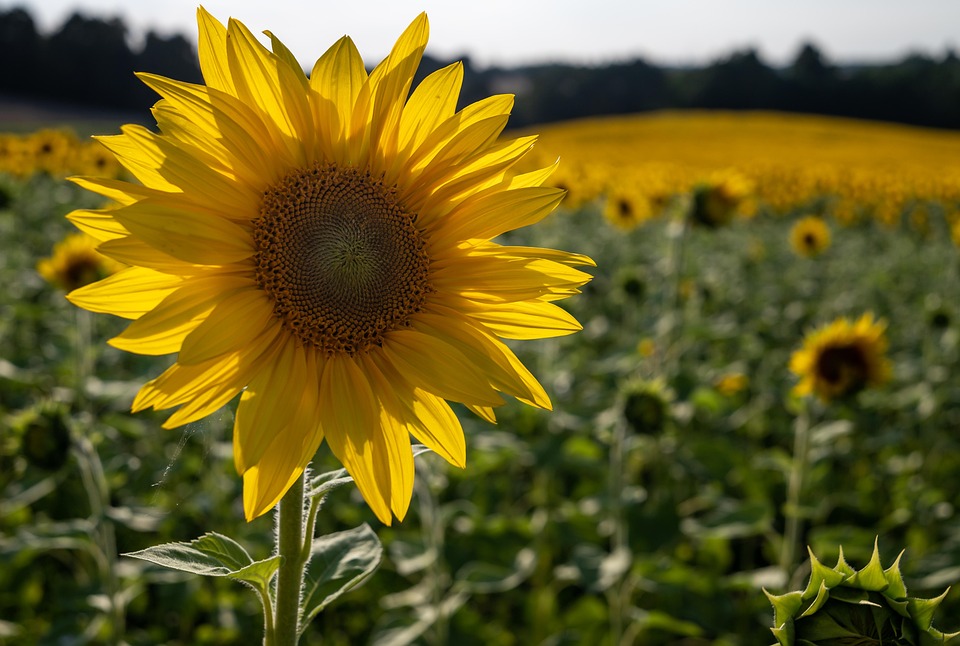 sonnenblume-blume-gelbe-kostenloses-foto-auf-pixabay-pixabay