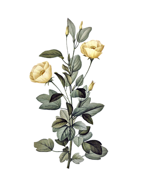 Gele Vliegenmallow, Geel, Bloemen