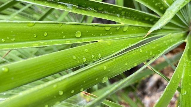 Free Green Leaves Green photo and picture