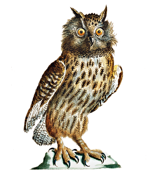 Download free HD stock image of Bird Owl Free bird owl eurasian eagle-owl illustration