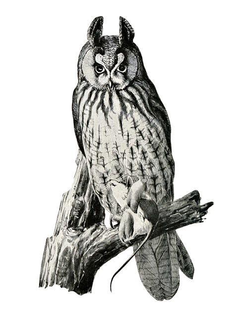 Free owl bird long-eared owl illustration