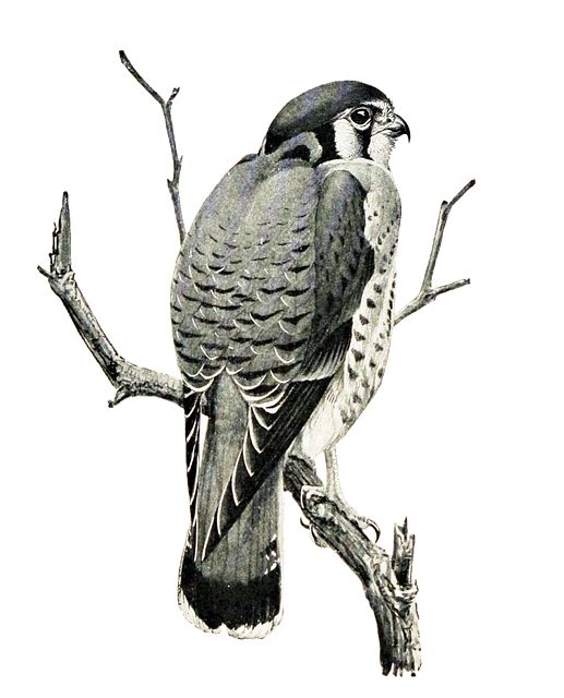 Vogel, Sperber, Falke, Raubvogel