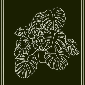 Free Monstera Plant illustration and picture