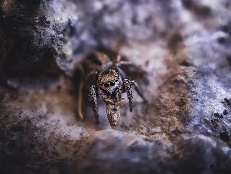 Free Spider Arachnid photo and picture