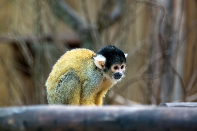 Free Monkey Nature photo and picture