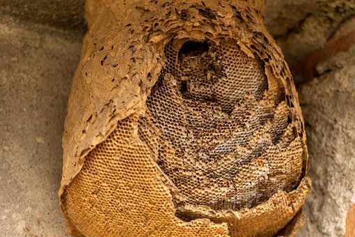 Free Hive Honeycomb photo and picture