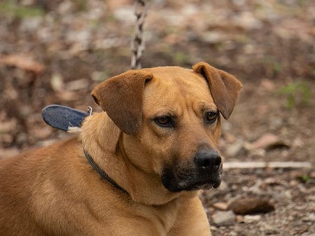 Free Dog Pet photo and picture