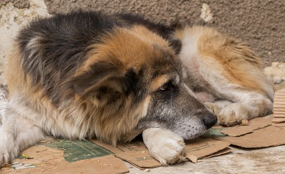 Free Dog Sad photo and picture