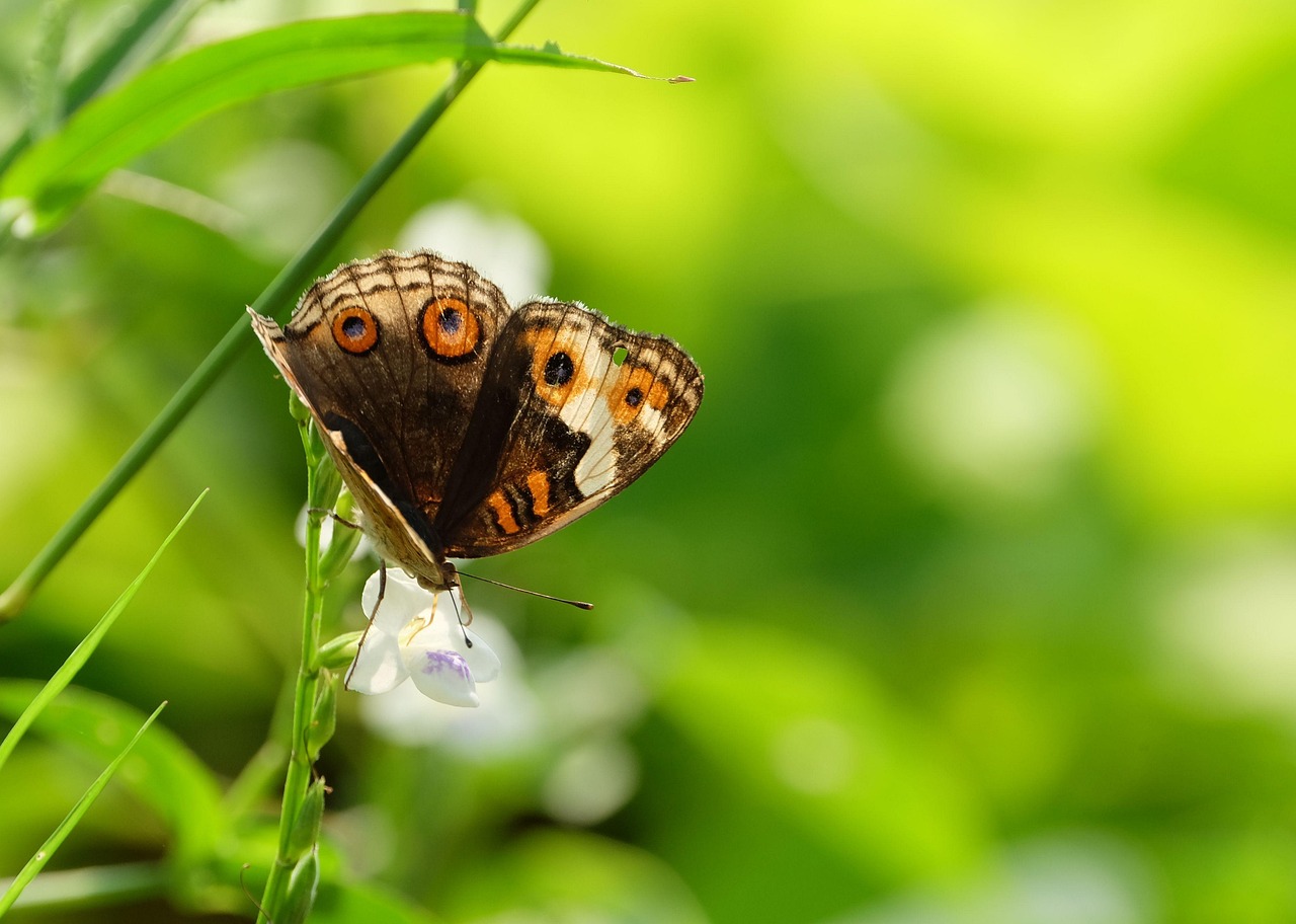 Butterfly Flower Pollinate Free photo on Pixabay Pixabay