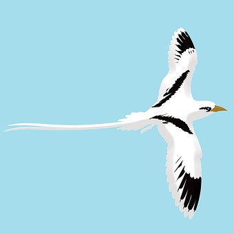 Free Bird Wings illustration and picture