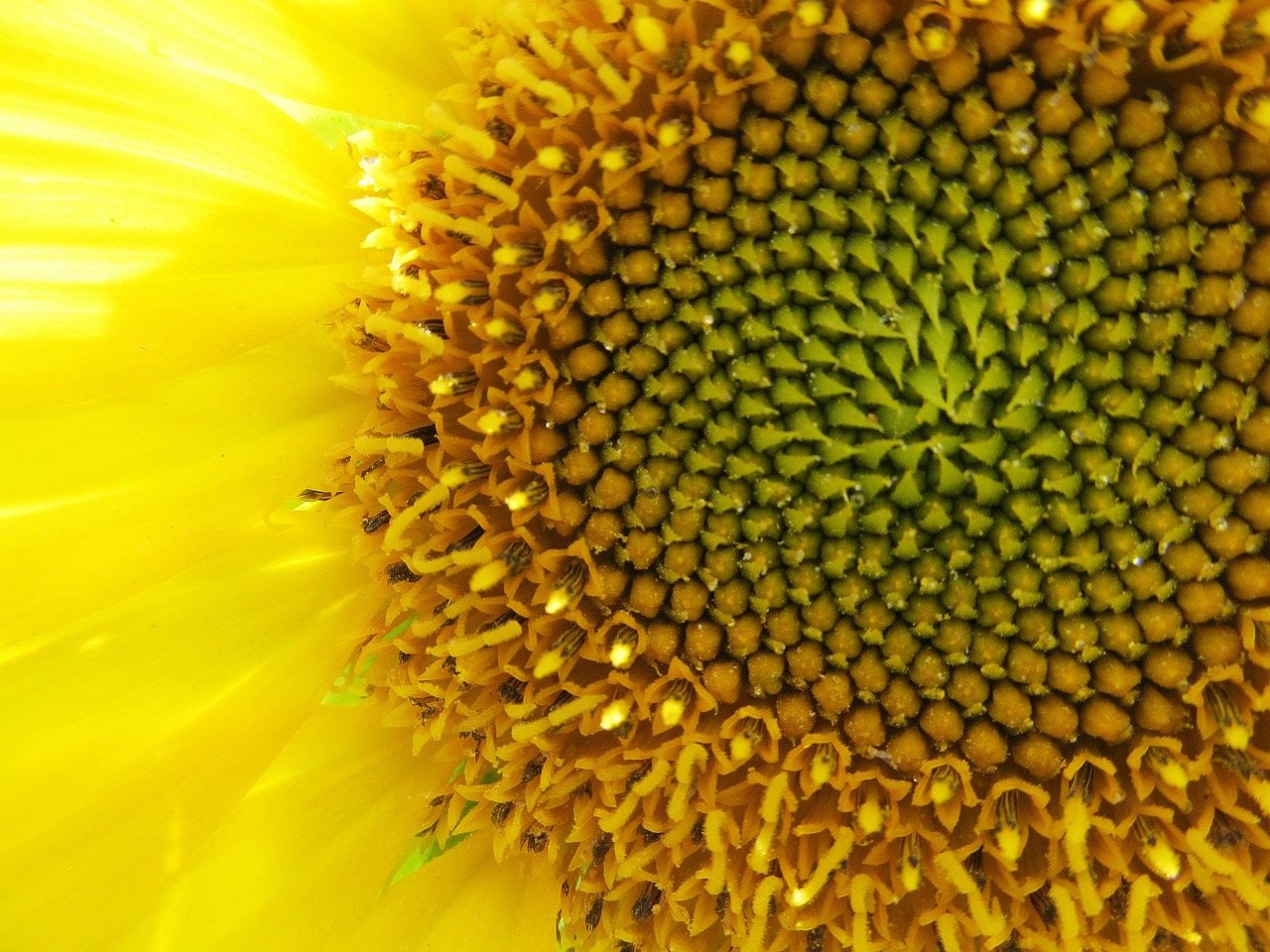 Sunflower Flower Pollen - Free photo on Pixabay - Pixabay