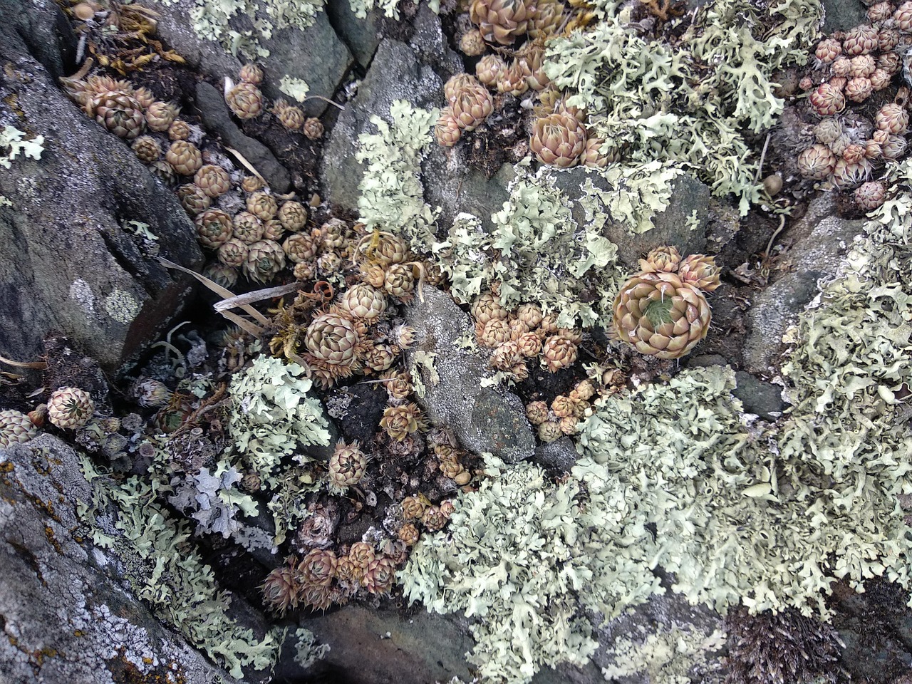 Succulent Mountain - Free photo on Pixabay - Pixabay