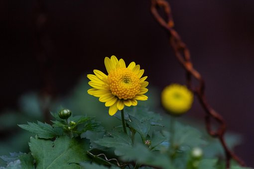 Free Flower Flower Background photo and picture
