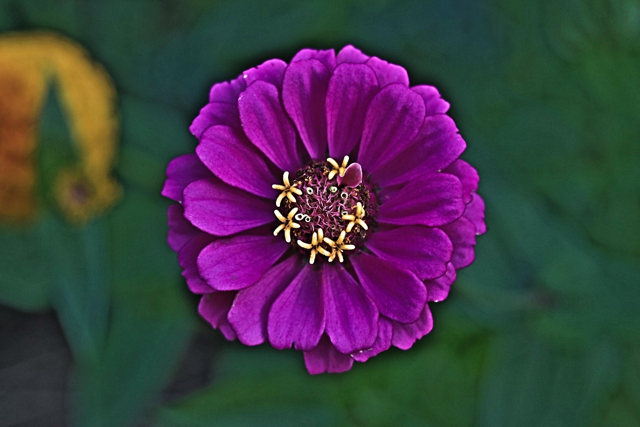 Flower Bloom Botany Free photo on Pixabay Pixabay