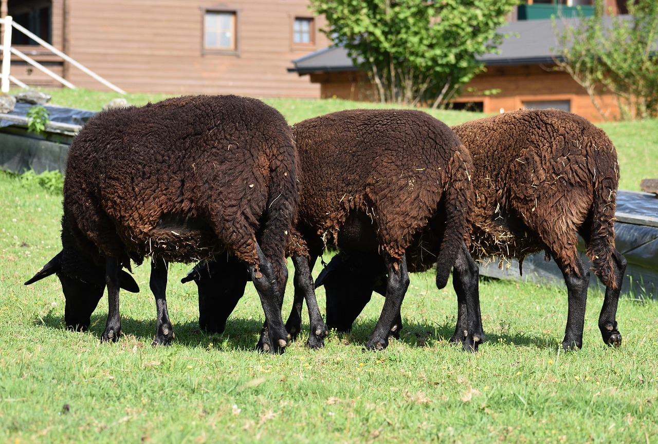 Sheeps Flock Animals Free photo on Pixabay Pixabay