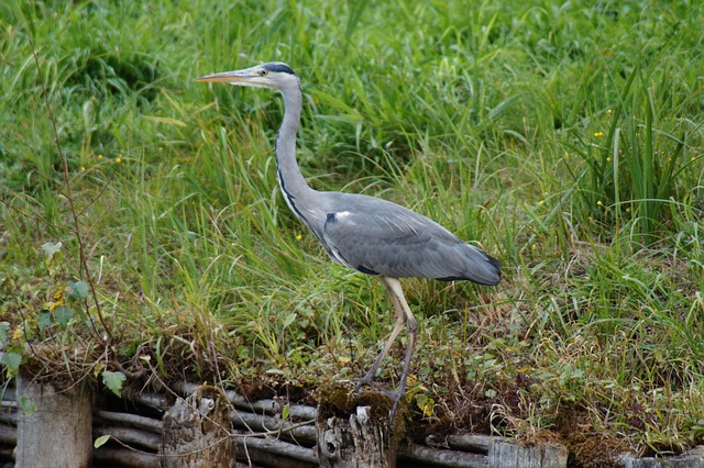 Free Water Bird Heron photo and picture
