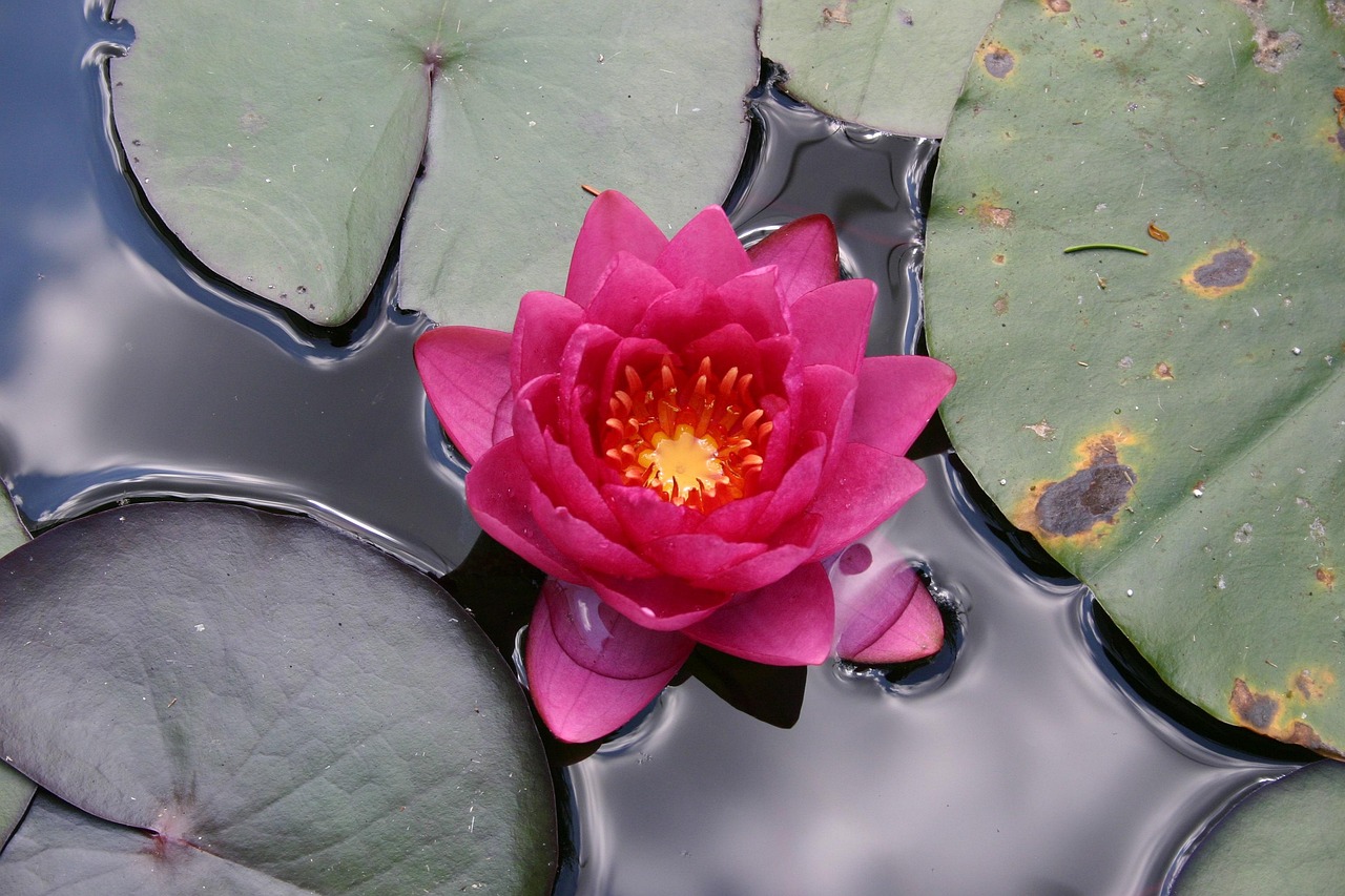 Water Lily Flower Pond Free photo on Pixabay Pixabay