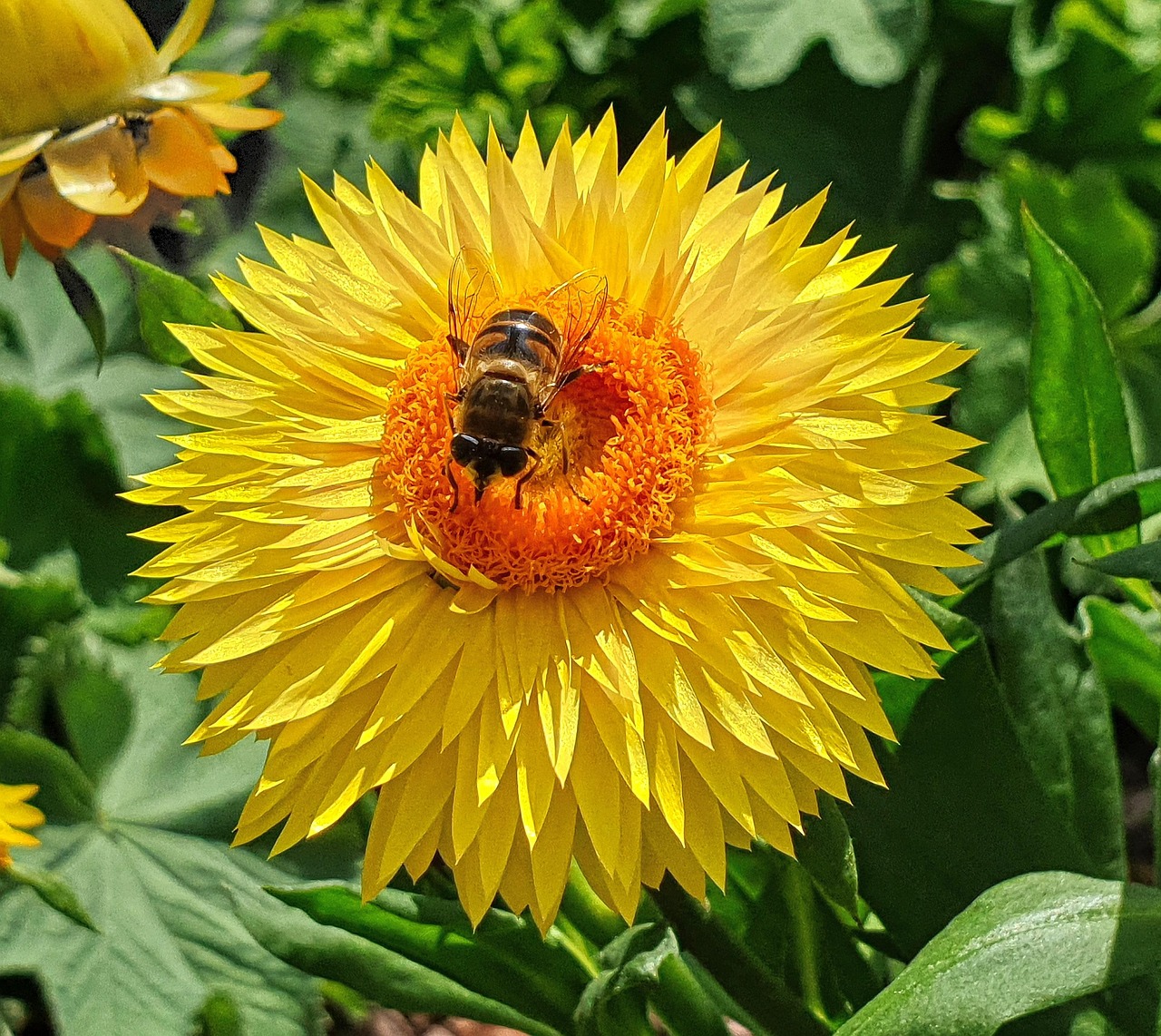 Flower Bee Pollination - Free photo on Pixabay - Pixabay