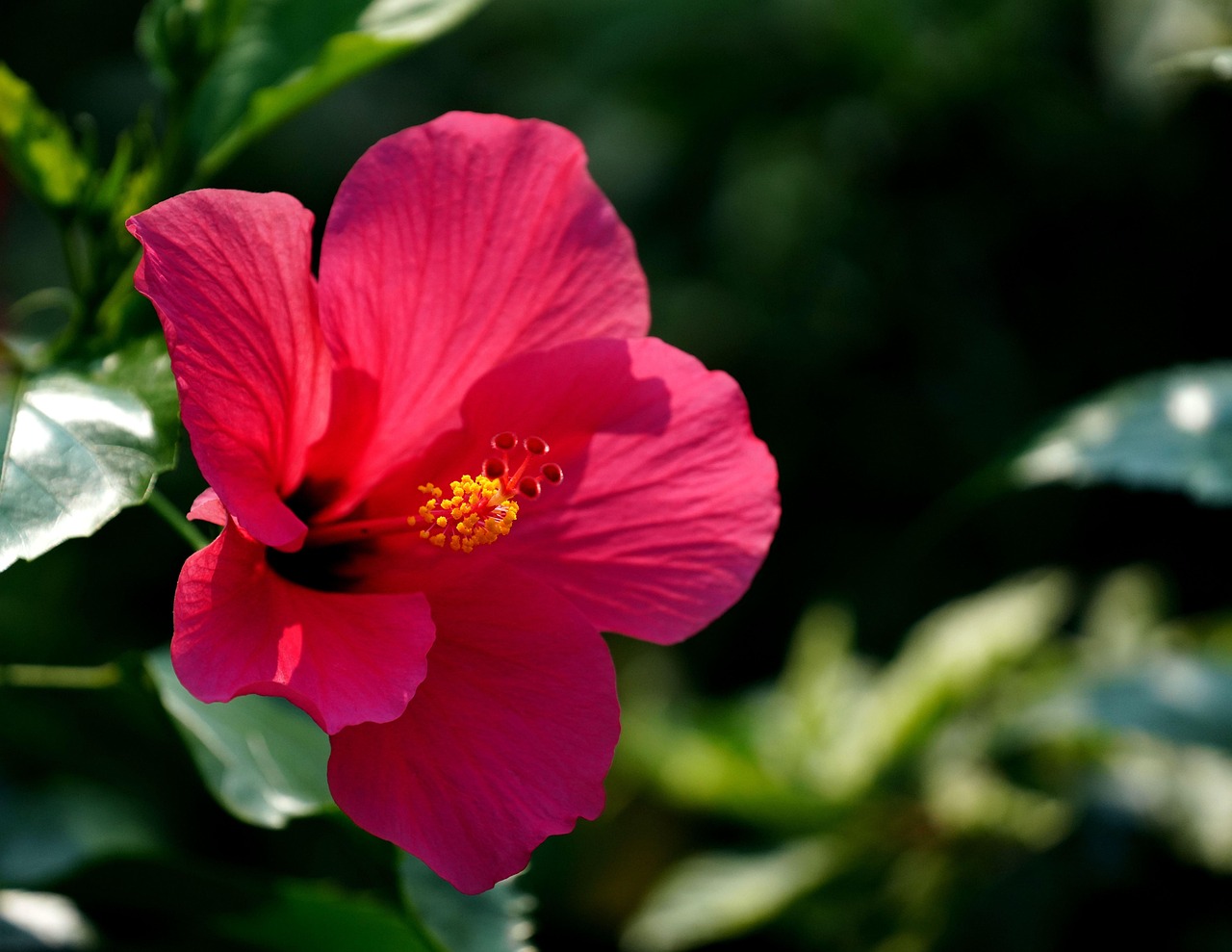 Hibiscus Flower Pink Free photo on Pixabay Pixabay