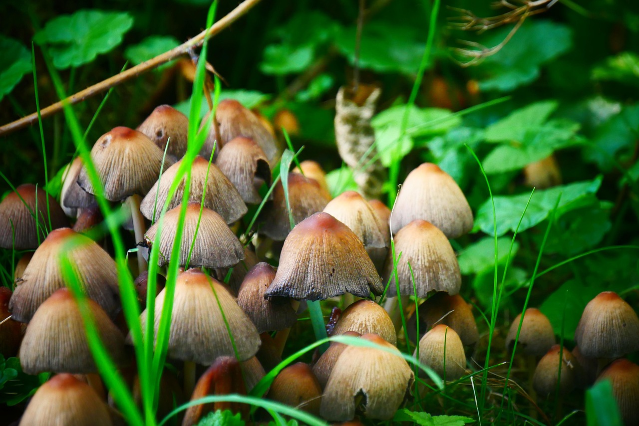 蘑菇 菌类 毒菌 - Pixabay上的免费照片 - Pixabay