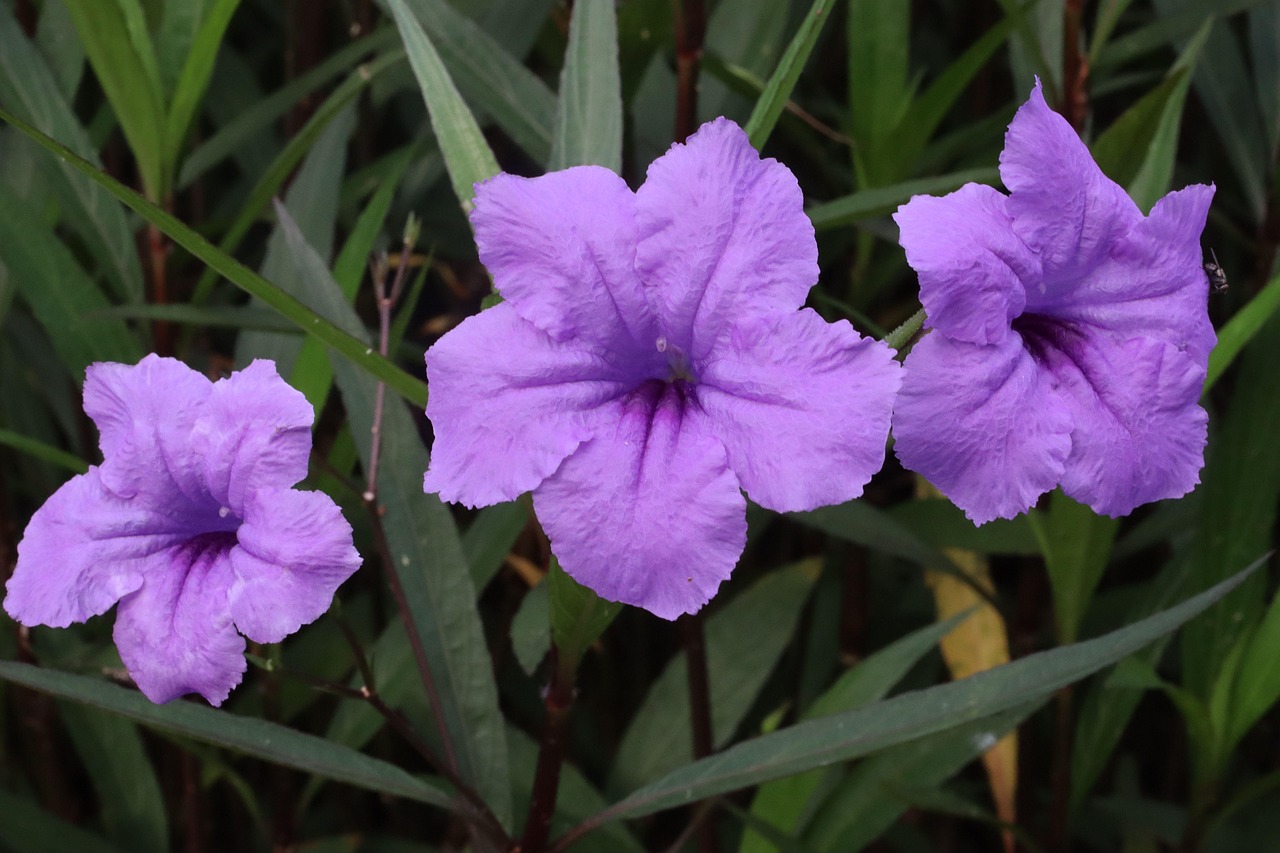 Plante A Fleurs Pourpres 7 Lettres