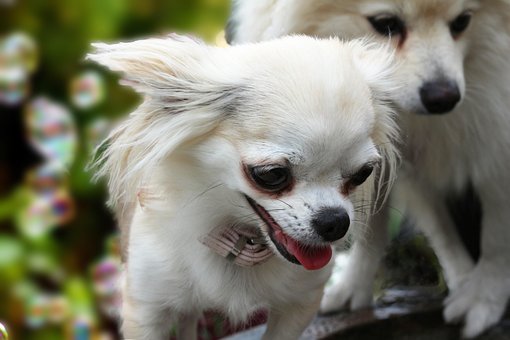 Free Dogs Pets photo and picture