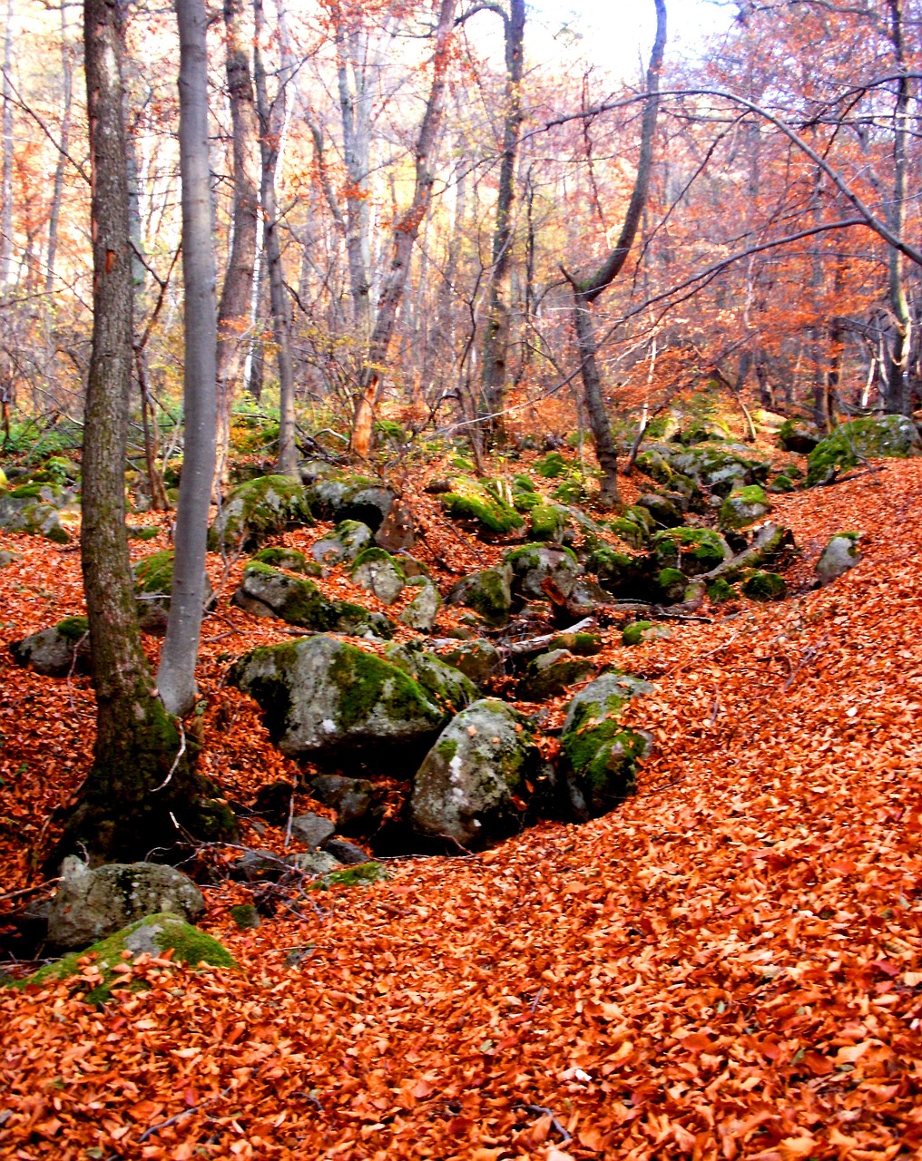 Autumn Nature Mountain - Foto gratis en Pixabay - Pixabay