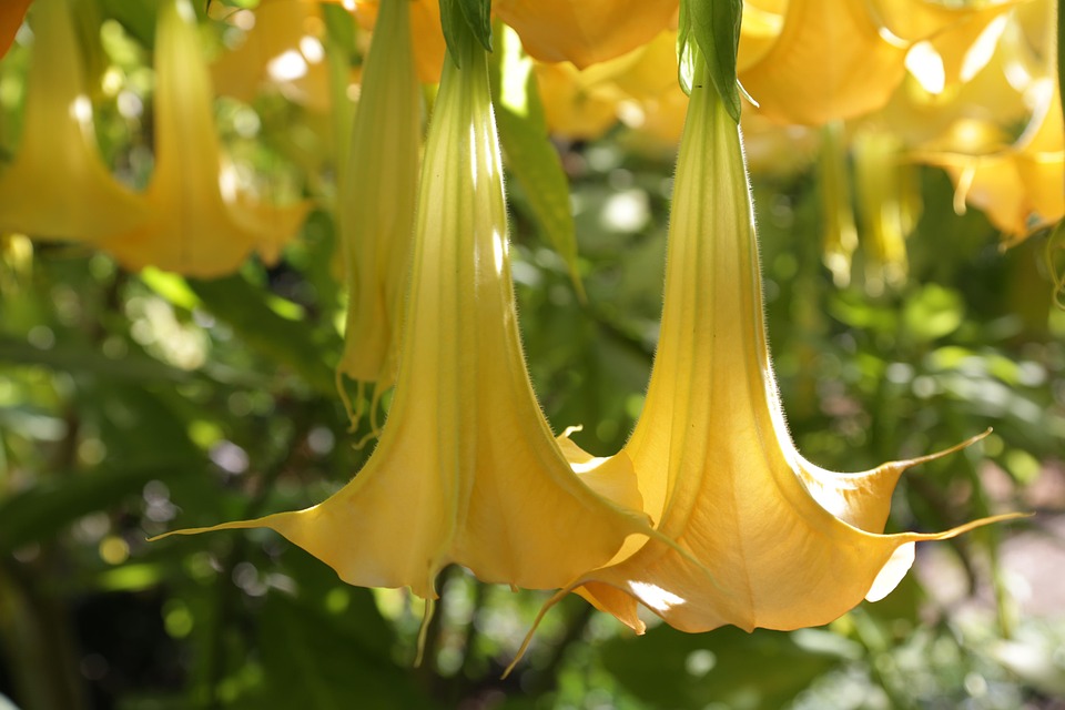 Angle'S Trumpet Flowers Yellow Free photo on Pixabay