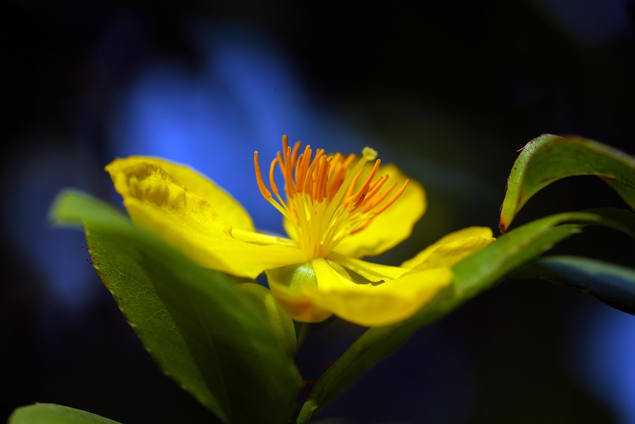 Perforate St John'S-Wort Flower - Free photo on Pixabay - Pixabay