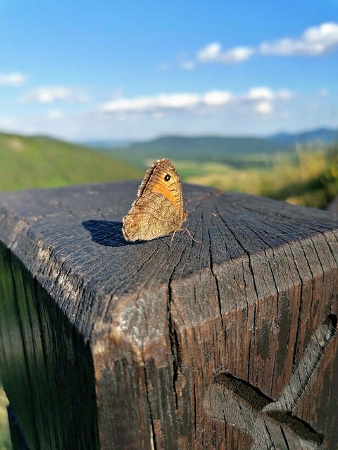 Free Butterfly Insect photo and picture