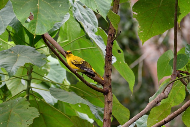 Vogel, Zitten, Dier, Veren, Gevederte