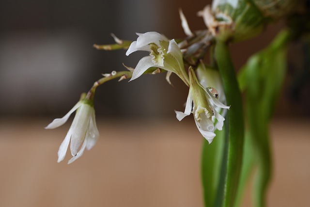 Dendrobium, Bloemen, Plantaardige