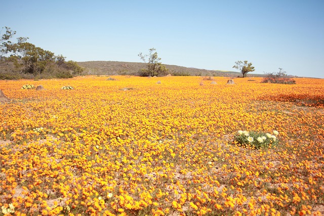Namaqua Flower Free photo on Pixabay Pixabay