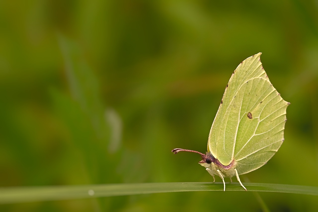 Gagini Insect Gonepteryx Rhamni Butterfly Insect - Free photo on Pixabay - Pixabay