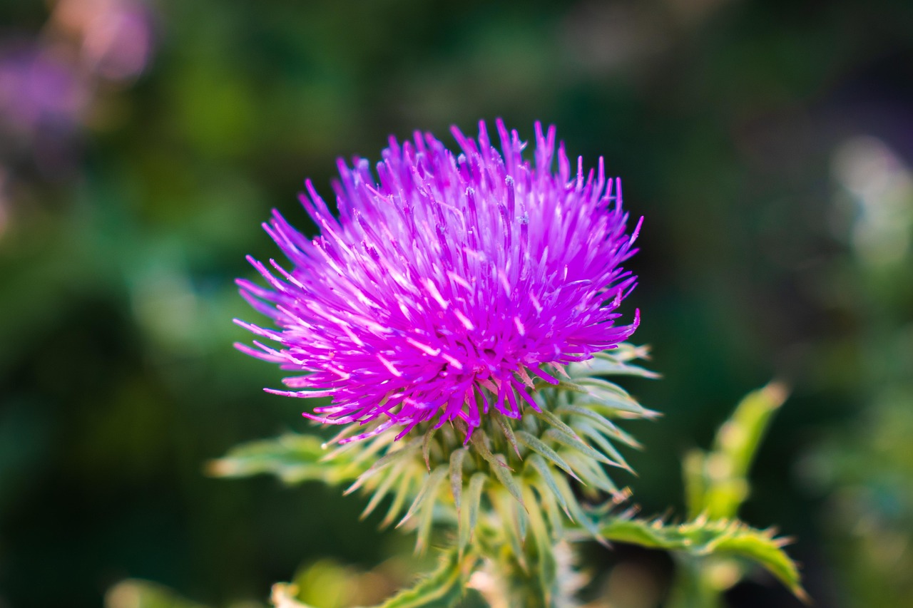 蓟 花 紫花 - Pixabay上的免费照片 - Pixabay