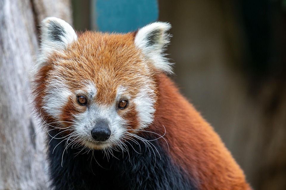 Panda Merah Satwa Margasatwa - Foto gratis di Pixabay - Pixabay