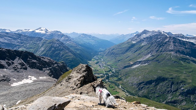 Câine, Vârf, Munţi, Drumeții, Alpi
